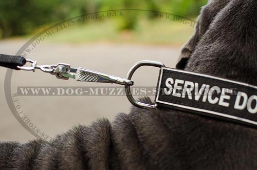 Dog Training Collar