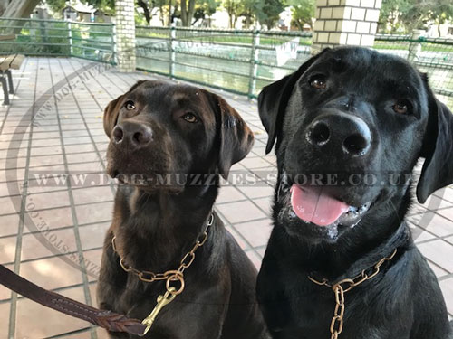 Fur Saver Dog Collars for Labrador Retrievers