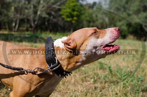 Spiked dog collar for Pit Bull Terrier
