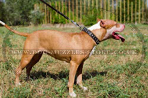 Pit Bull Terriers dog collars