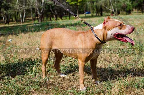 Pitbull choke collar