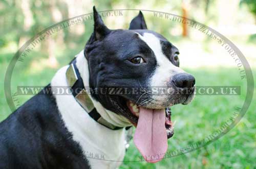 Staffie Dog Collars UK