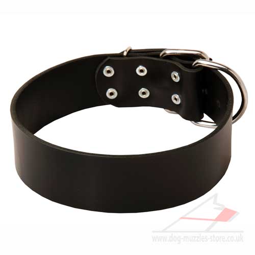 Wide dog collar for Pitbull