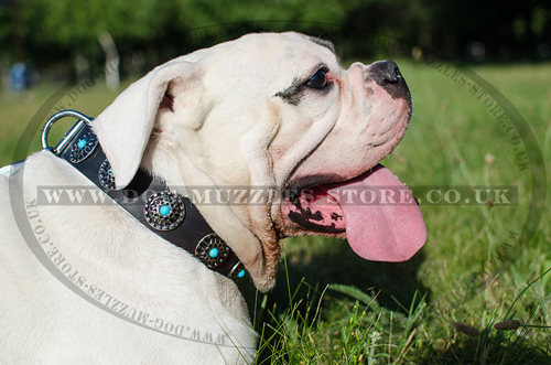 american bulldog collar