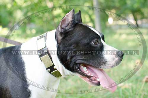 American Staffordshire Terrier