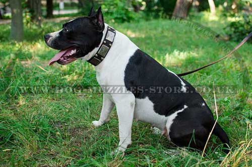 best dog collars UK