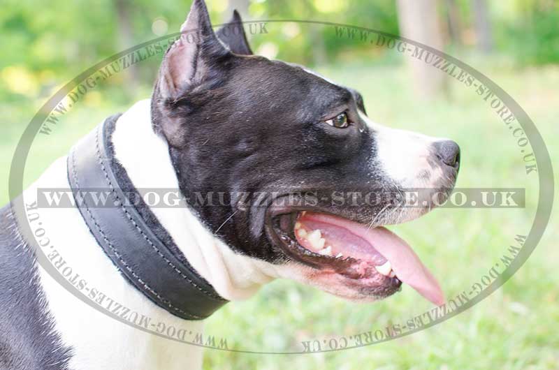 Amstaff Dog Collar Bestseller