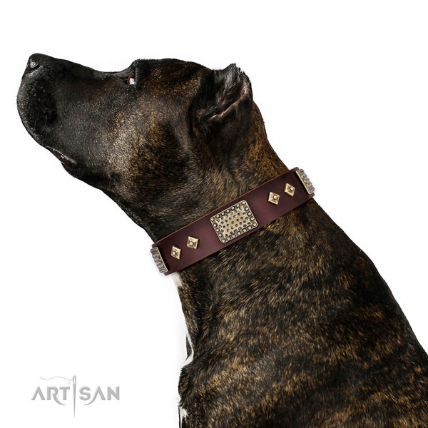 Amstaff dog collar for sale