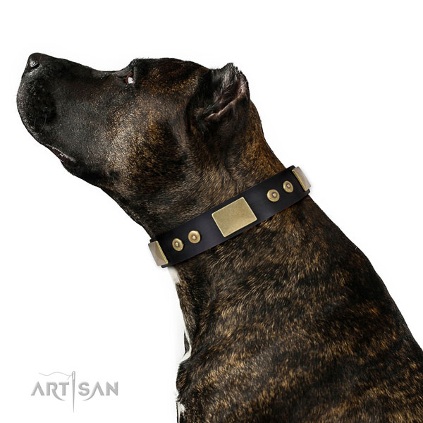 Amstaff dog collar for sale