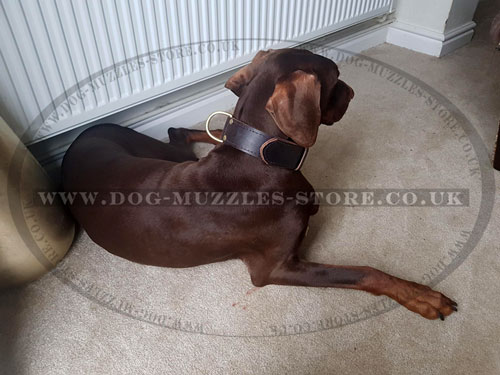 Doberman Dog Training Collar