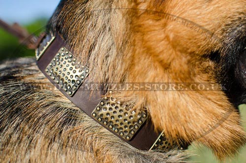 Best Collar for German Shepherd