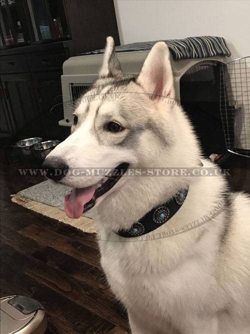 designer dog collar for Husky