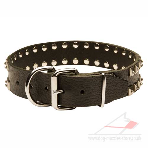 Pitbull Dog Collar