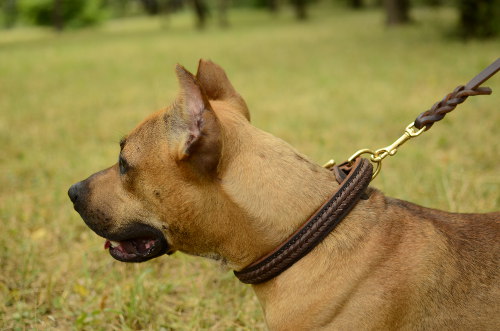 Best dog collar