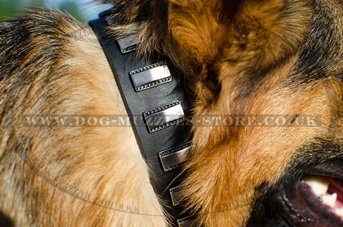 Designer dog collars
