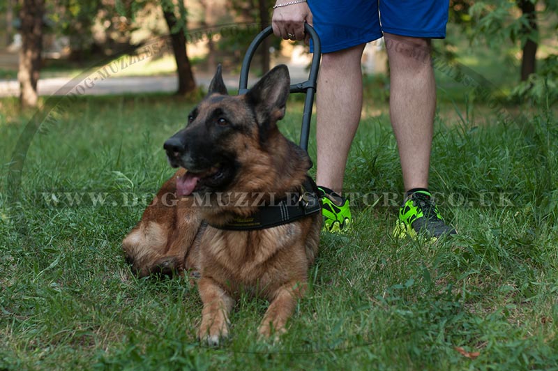 German Shepherd guide harness