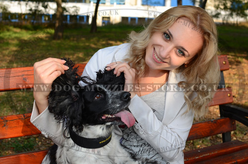 Best Spaniel Dog Collar with Metal Buckle