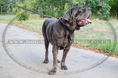 New Neapolutan Mastiff Collar