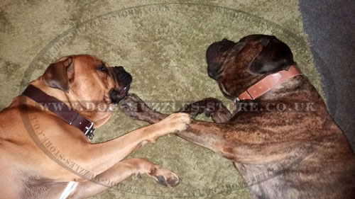 Big Leather Dog Collars for Mastiffs