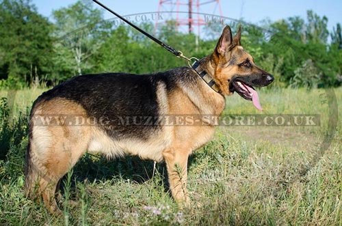 Big German Shepherd Collar