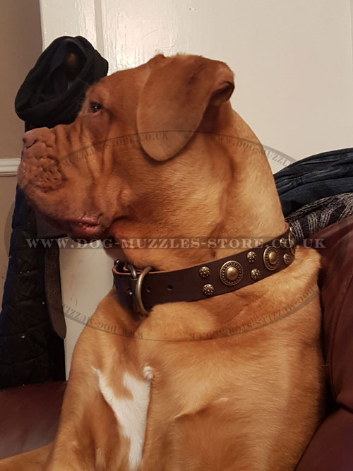 Brown Leather Dog Collar for Mastiff