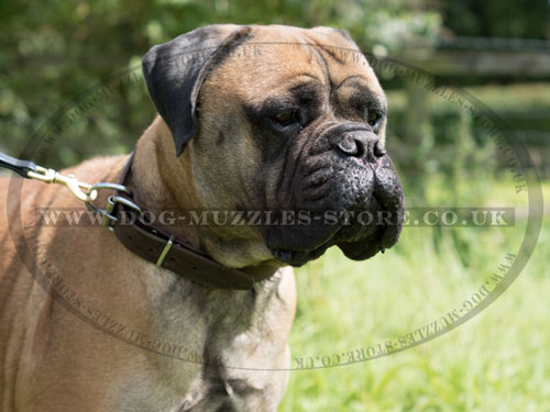 Buckle Dog Collar with Name Plate