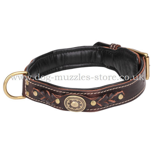 padded dog collar