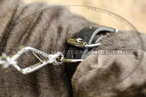 Neapolitan Mastiff Buckle Collar for Dogs