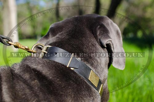 Mastiff Collars UK