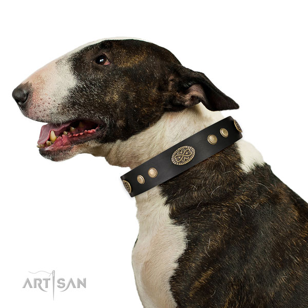 bull-terrier dog collar for sale