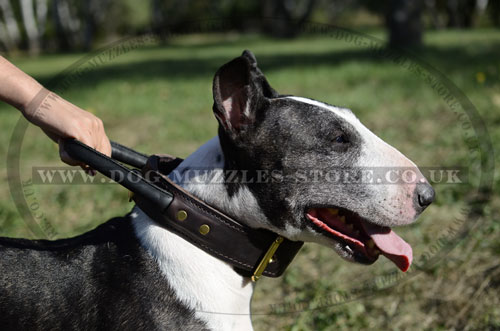 2 Ply Leather Dog Collar for Bull Terrier