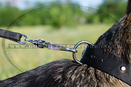 Nylon Dog Collars with Buckle and D-Ring