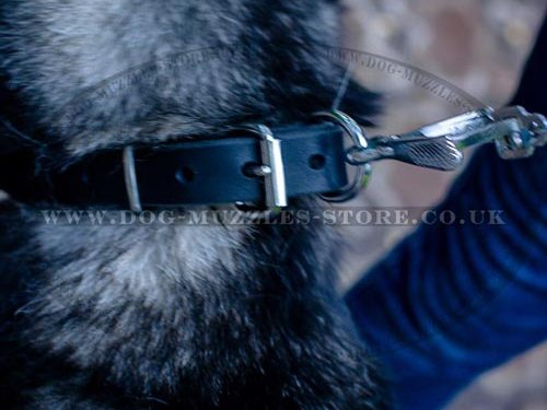 1 inch leather dog collar studded