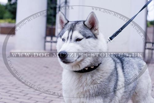 Siberian Husky Collars for Sale UK