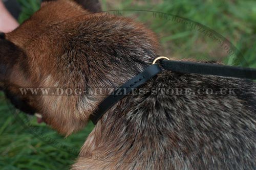 Buy Dog Collar and Lead for German Shepherd Dog Walking