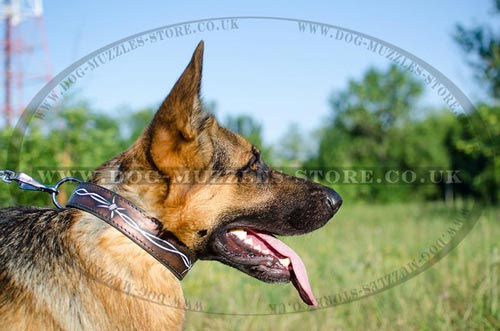 Buy Dog Collars for German Shepherd