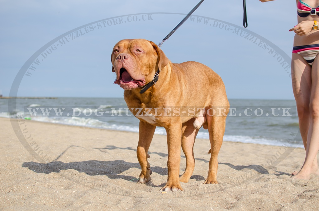Leather Collar for Dogue de Bordeauz with Buckle