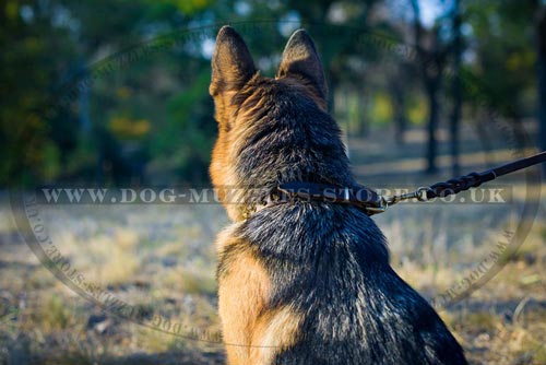 New designer dog collar hand made of natural leather