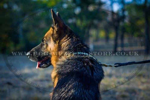 Leather dog collar with spikes