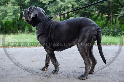 Neapolitan Mastiff Collar Choker