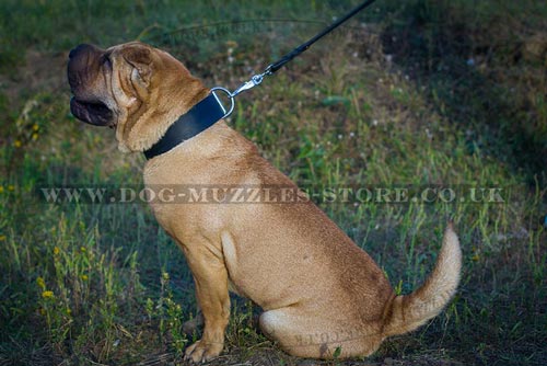 Buy Shar Pei Collars UK