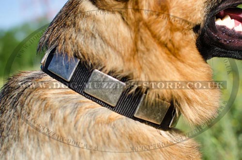 Designer Dog Collars with Plates