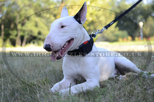 Quick Release Nylon Dog Collar for Bull Terrier