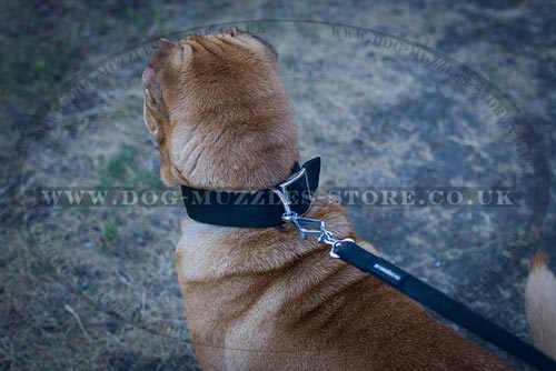 Buy Shar Pei Collars UK