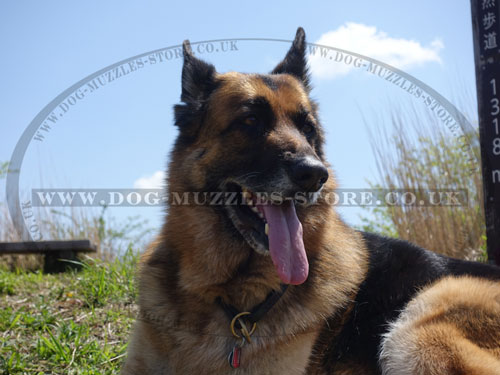 Slip Dog Collar for German Shepherd