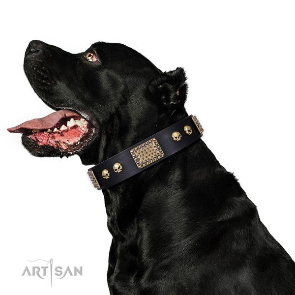 Cane Corso Dog collar for Sale