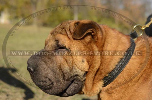 Chinese Shar Pei Dog Collar