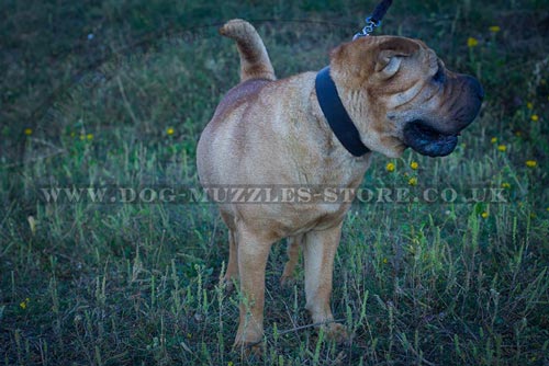 Shar Pei Collar