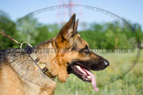 German Shepherd Collar