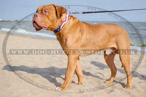 Dogue De bordeaux Collar with Gorgeous Style